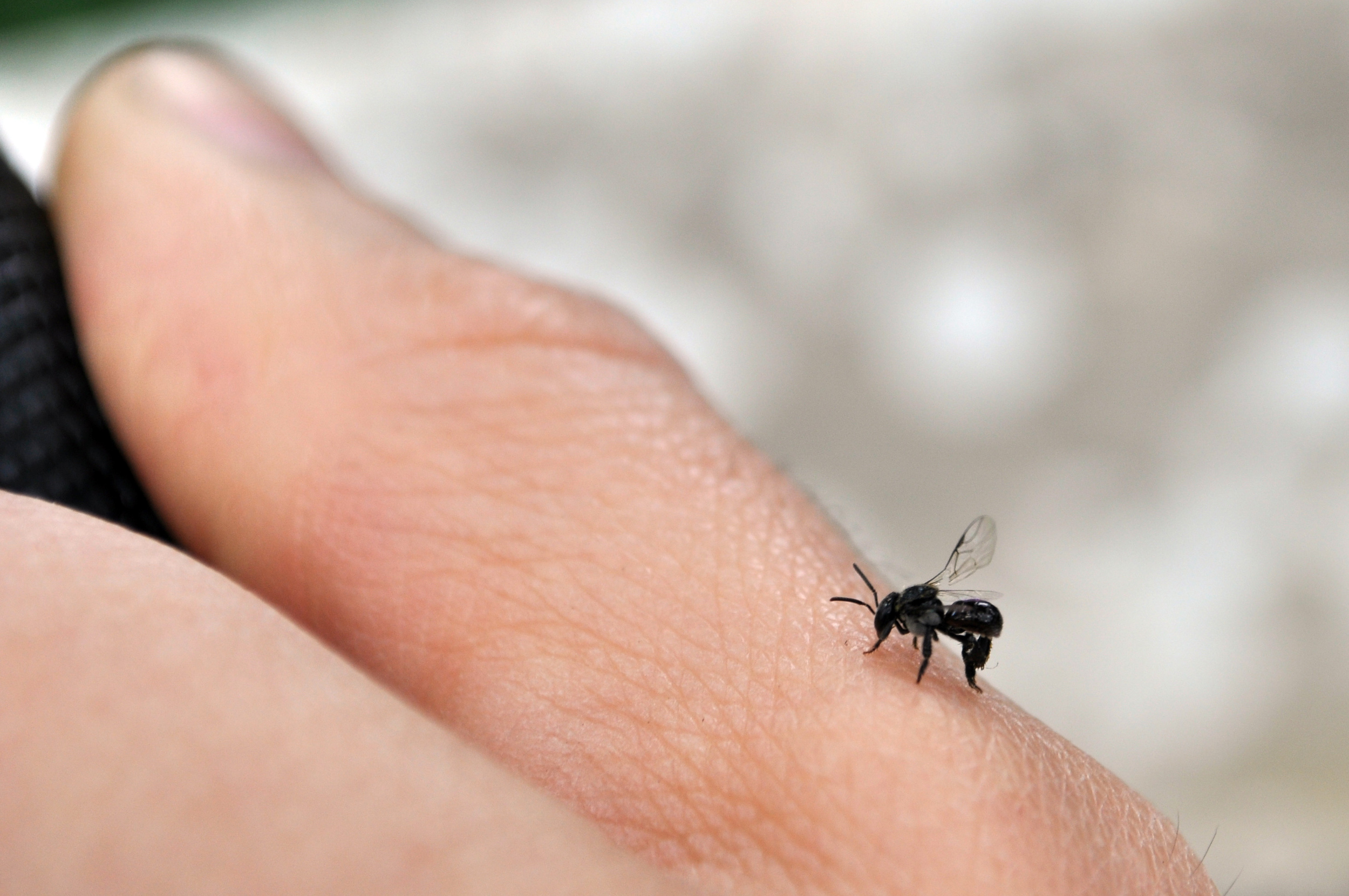 bee on thumb.JPG