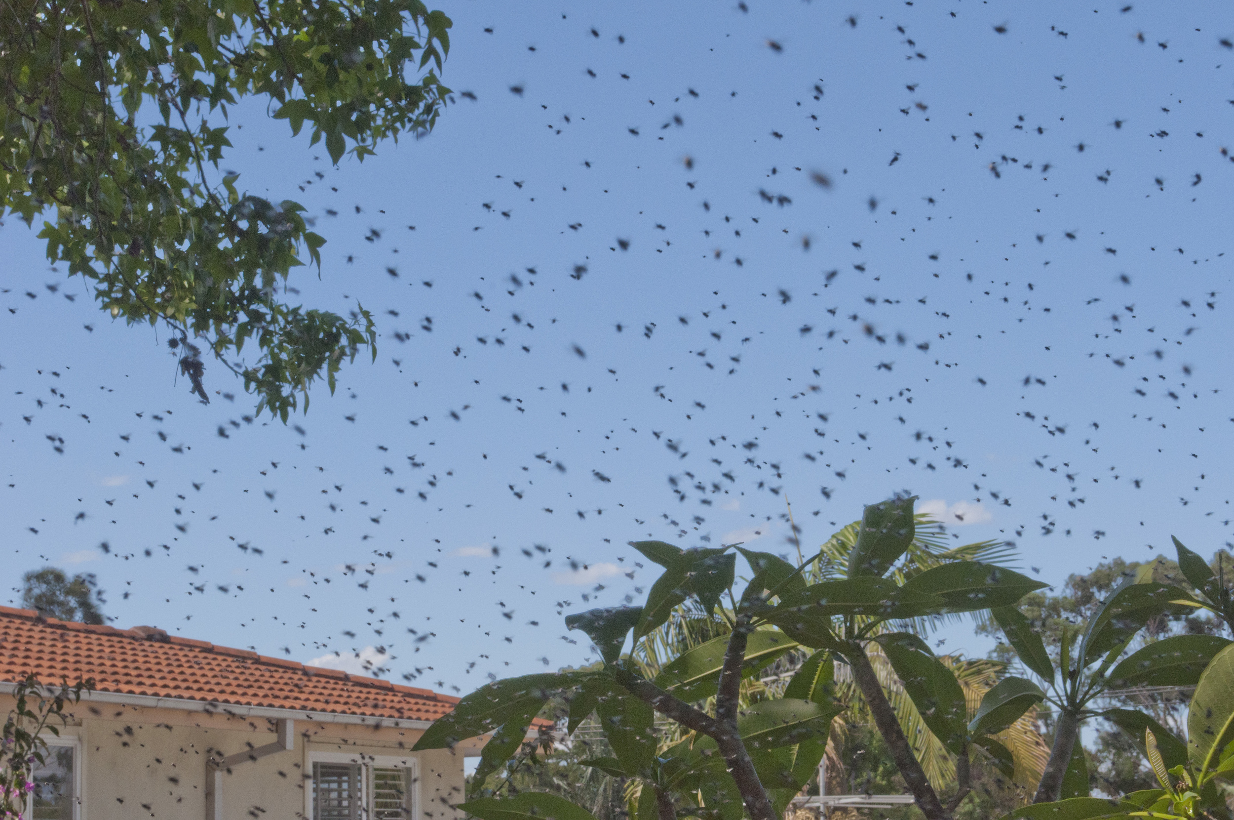 swarm and neighbour hosue.jpg