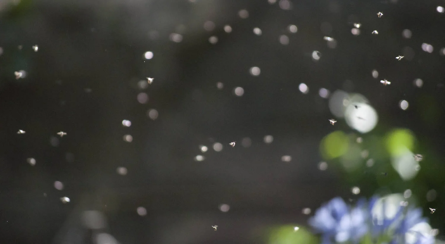 Native Bee workshop at Kimbriki