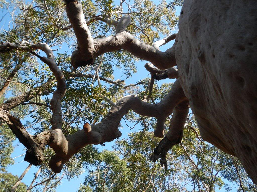 Grandmother tree, Bambara.