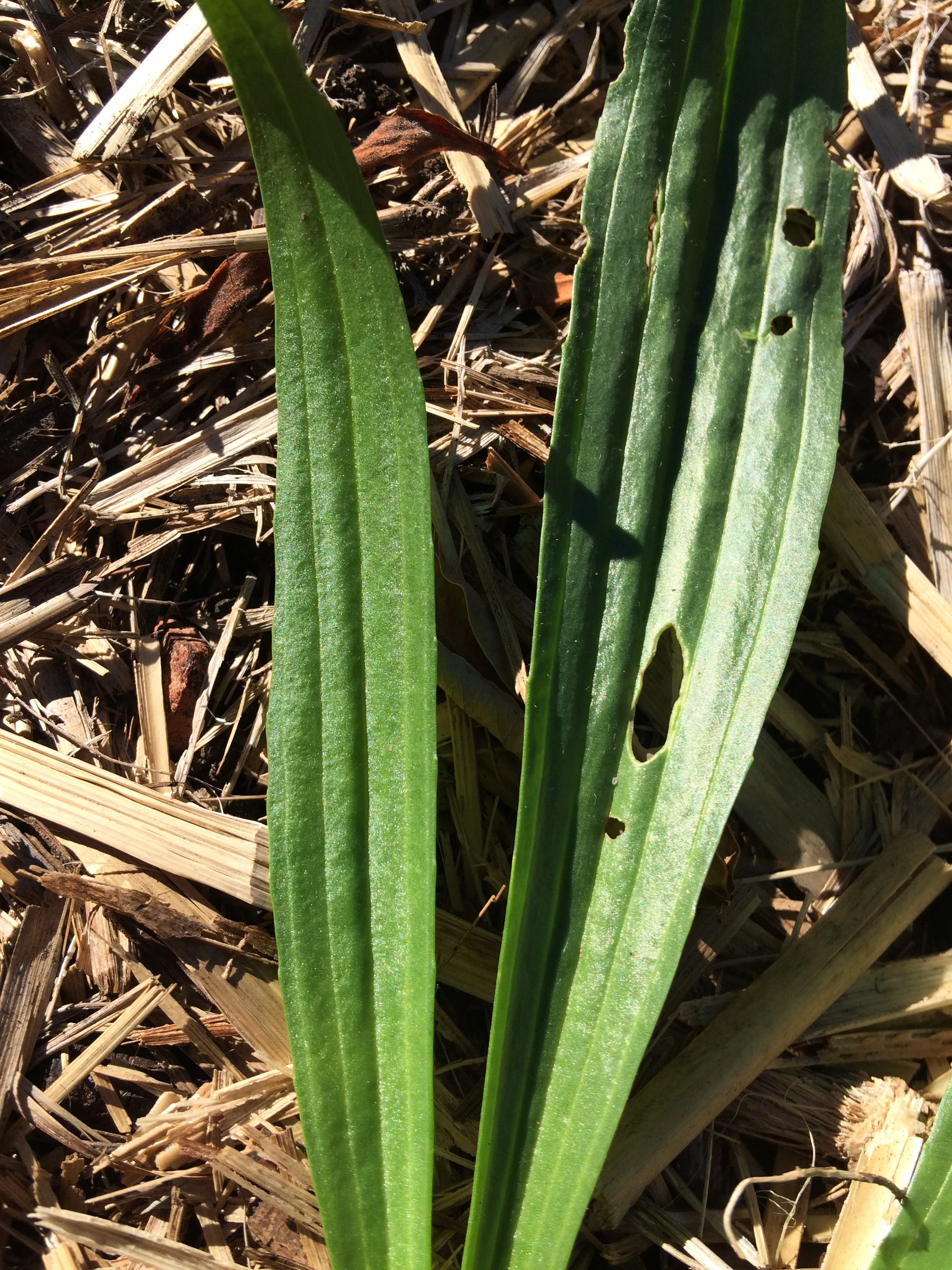  Narrow leaf (plantago lanceolata) 