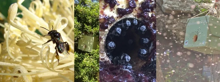 NATIVE BEE HIVES - FOR SALE this SPRING/SUMMER