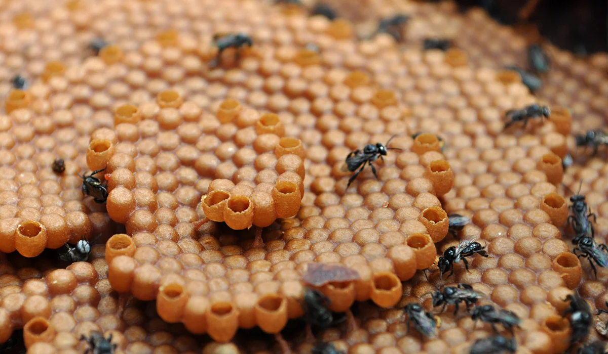 BROOD, POLLEN, WAX &amp; HONEY