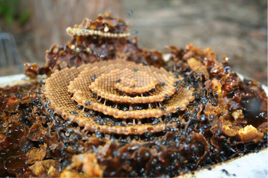 Native Bee Workshop 31st Oct @ Kimbiki Eco House & Garden