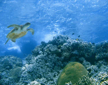 STATE OF OUR OCEANS PANEL