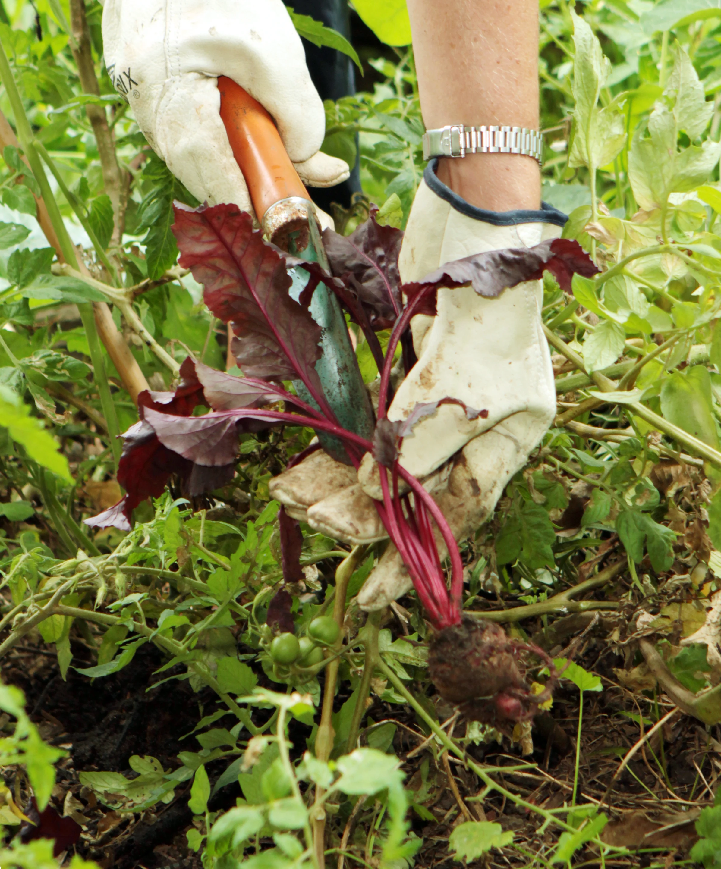 Small Space Gardening Workshop