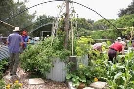 Manly Vale Community Garden Spring fair