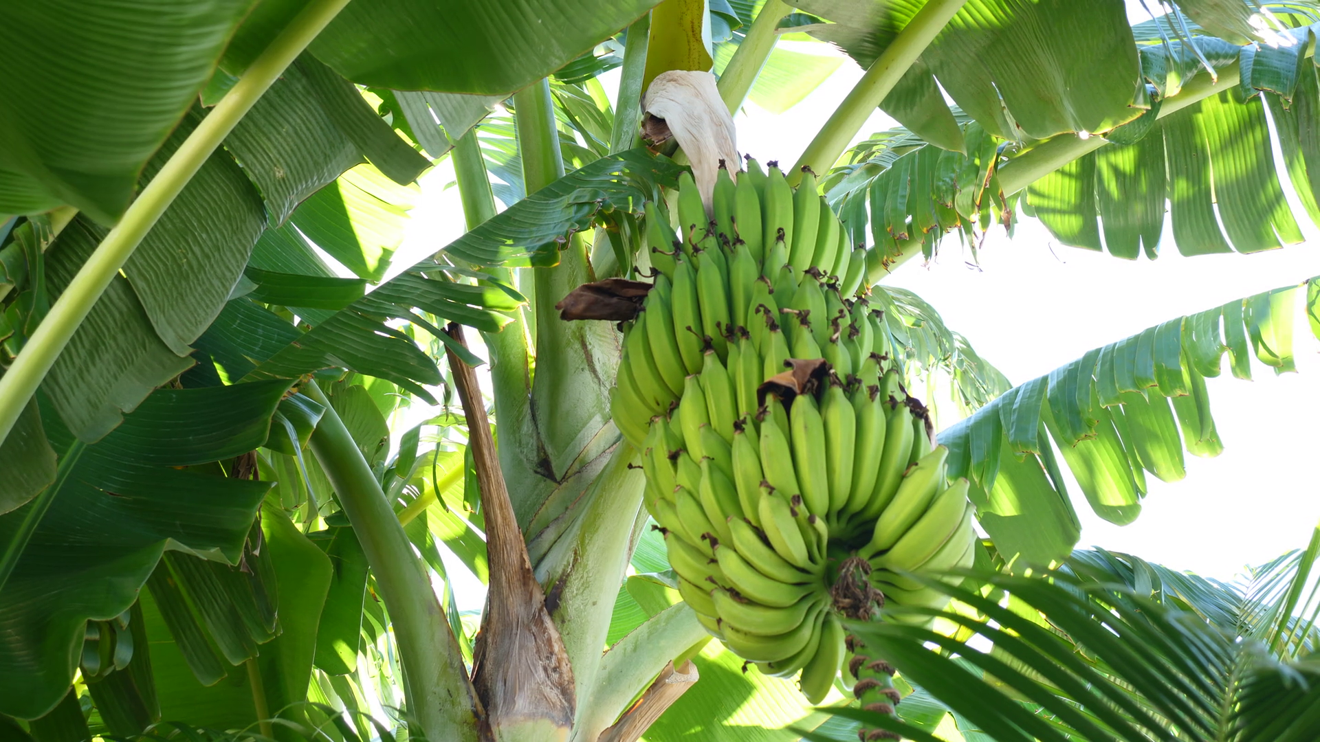 A Taste of the Tropics Garden Tour + Workshop