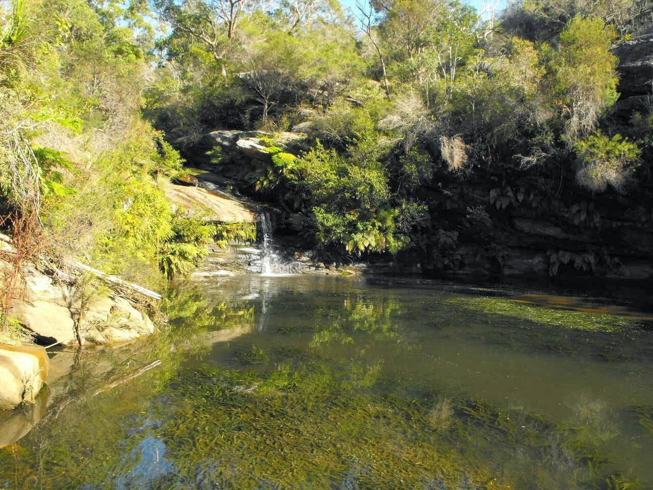 THE MAGIC OF MERMAID POOL: Bush Regen Workshop and Tour