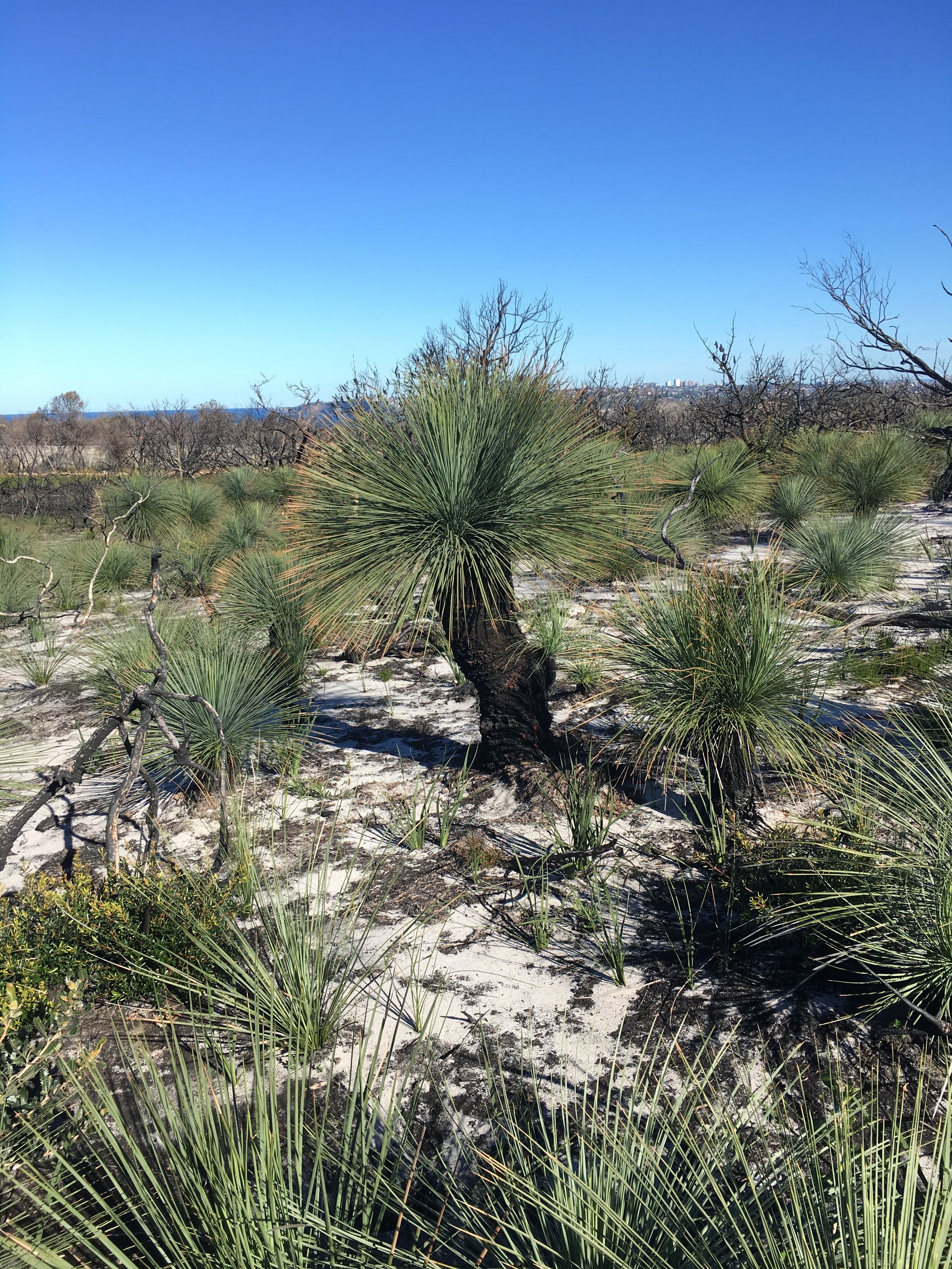Bush Regeneration Workshop at North Head 