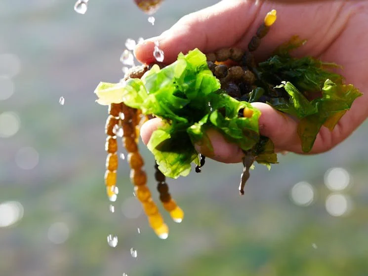 Seaside Edibles Foraging Workshop,  Turimetta Beach