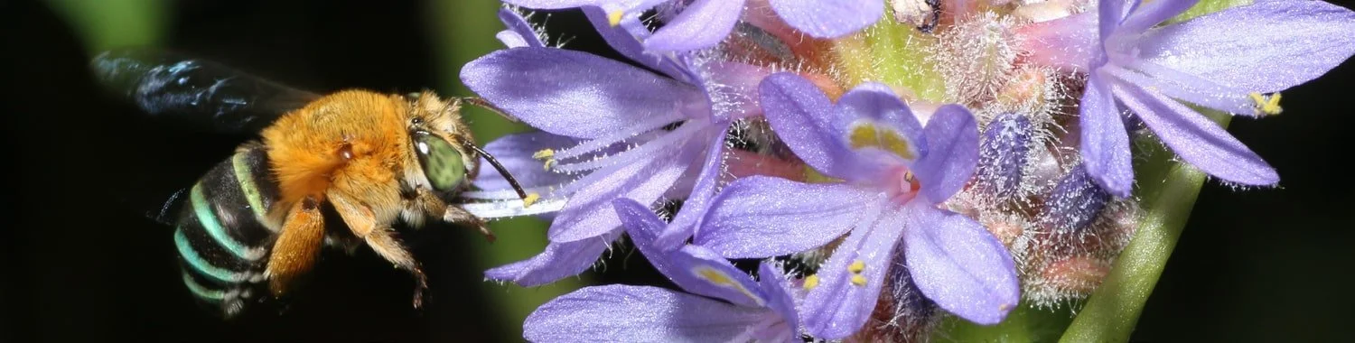 native-bee-fact-sheet-banner-min.jpeg