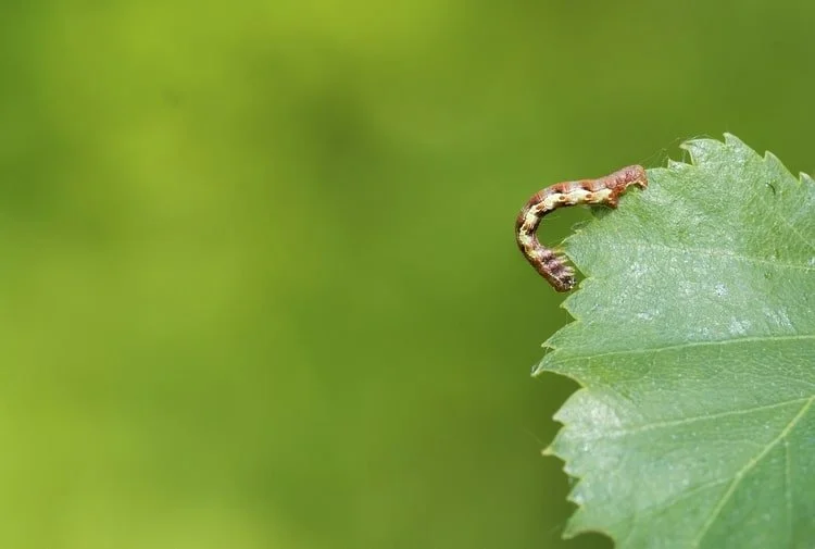 being chemical free-min.jpeg