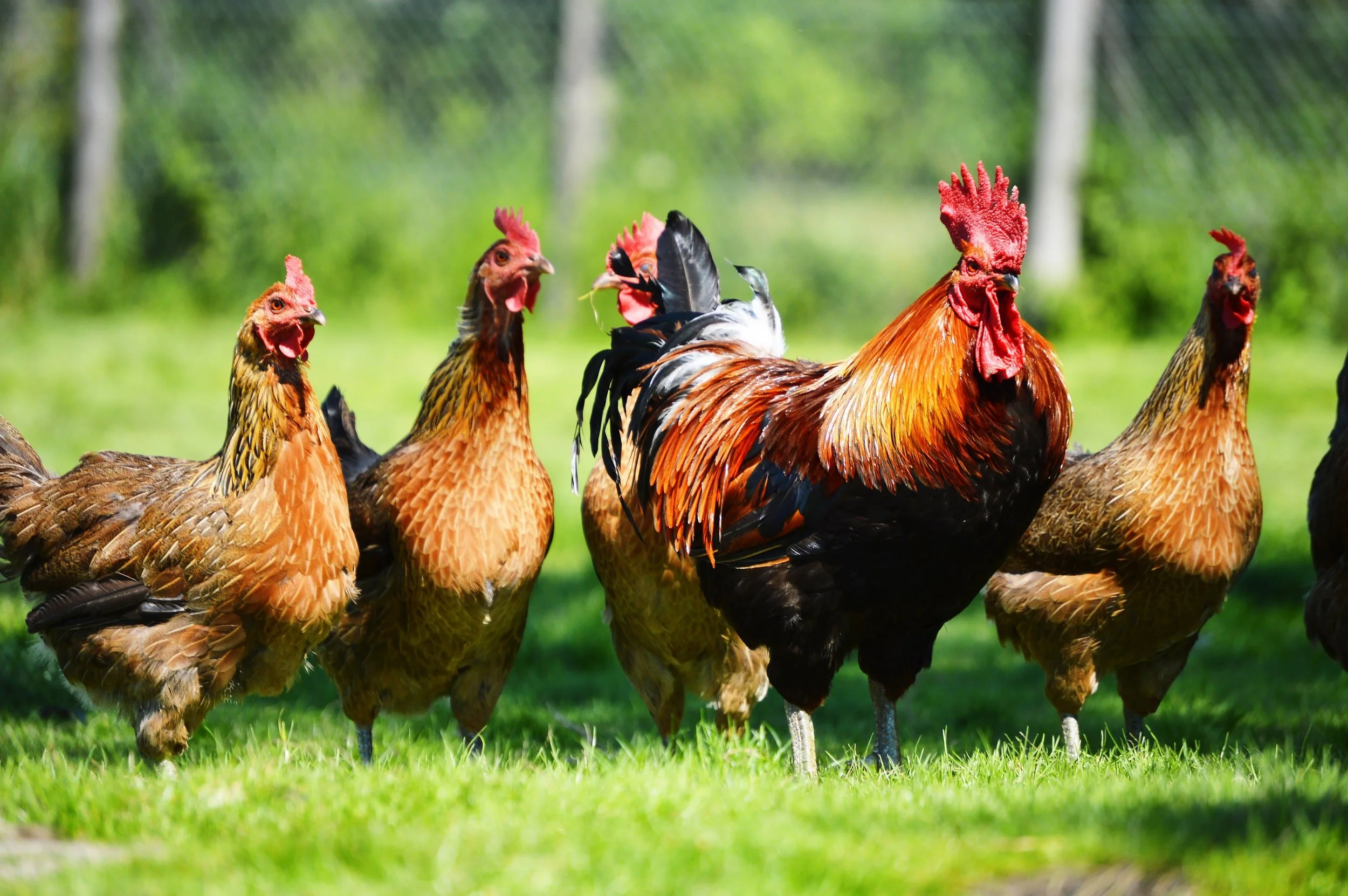 chicken -min.jpeg