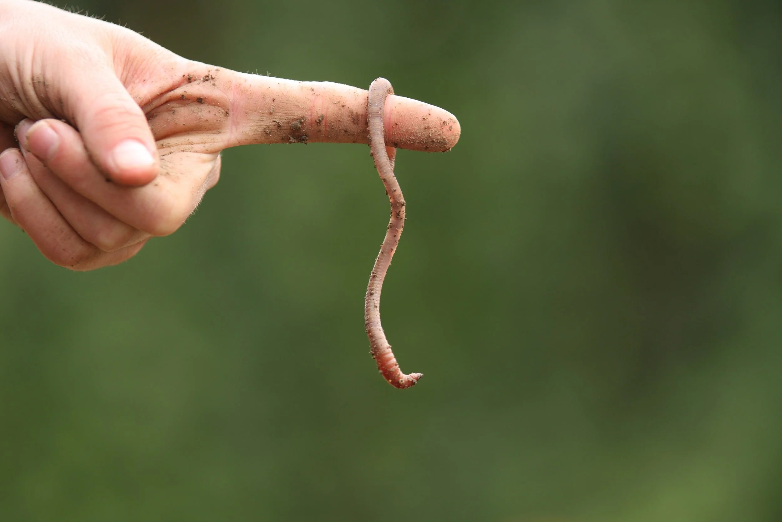 renew volonteer-min.jpeg