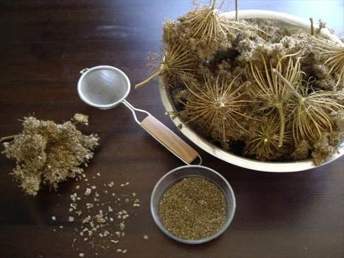 SEED CIRCLE AT BALGOWLAH COMMUNTY GARDEN