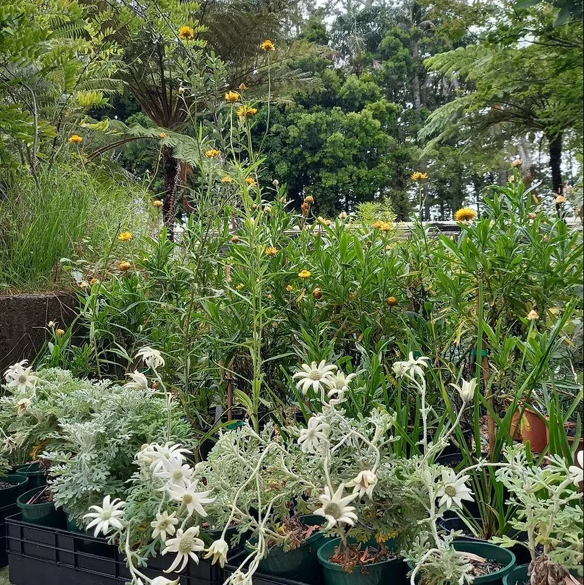  Postponed - Guided Tour of Cicada Glen Nursery