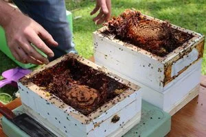 Native Beehive Splitting and Talk at Newport Community Garden