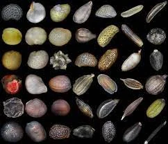 Seed Saving 