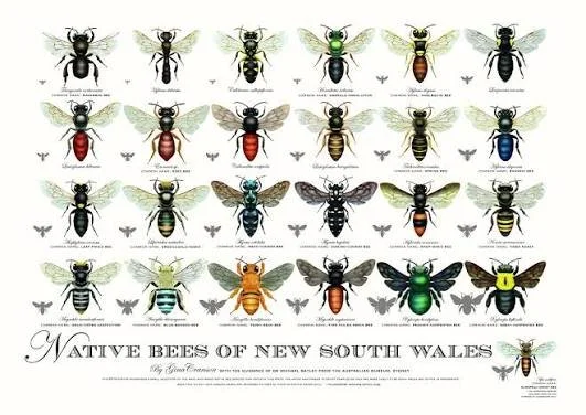 All about Native Bees