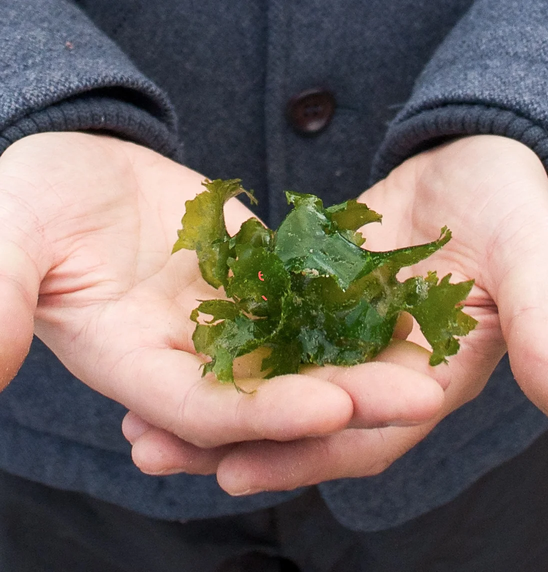 seaweed in hands.jpg