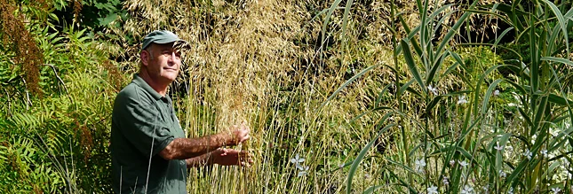 grass.jpg