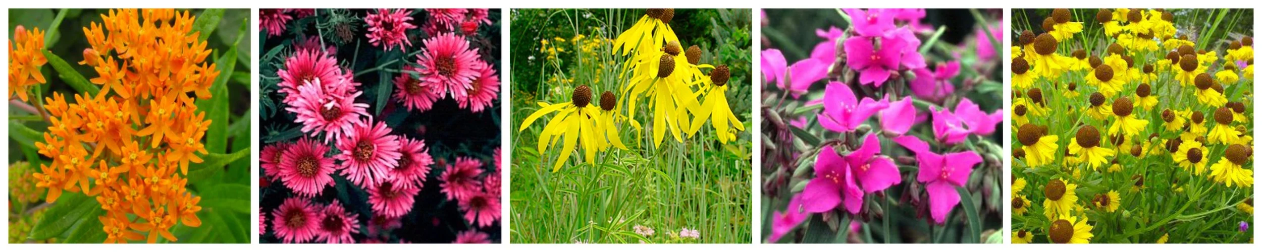 PicMonkey Collage website2.jpg