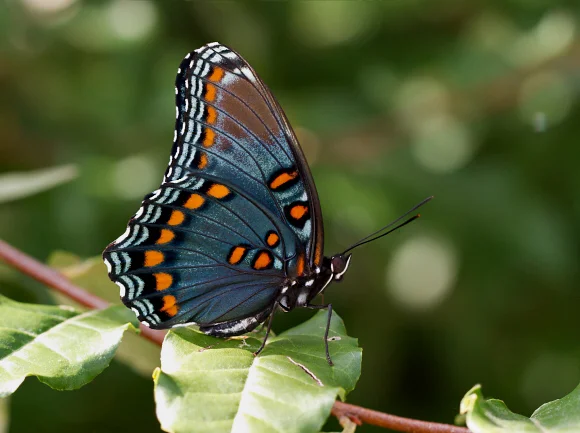 Limenitis arthemis