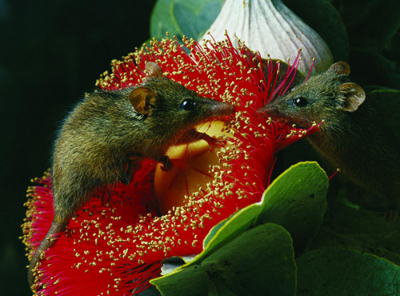 Although not thought of as pollinators, they still carry pollen from flower to flower.