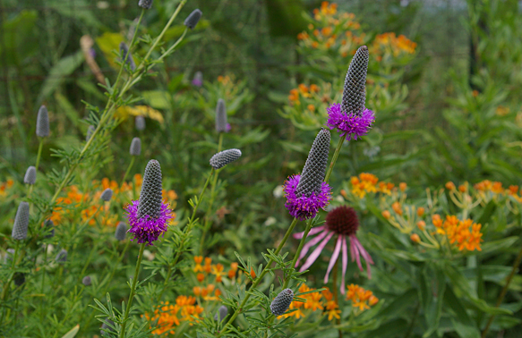 flowers.jpg