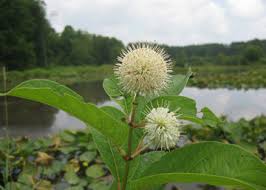 buttonbush.jpg