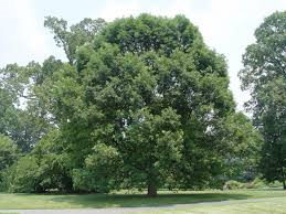 white oak.png