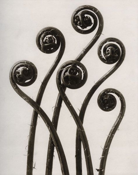 Karl Blossfeldt