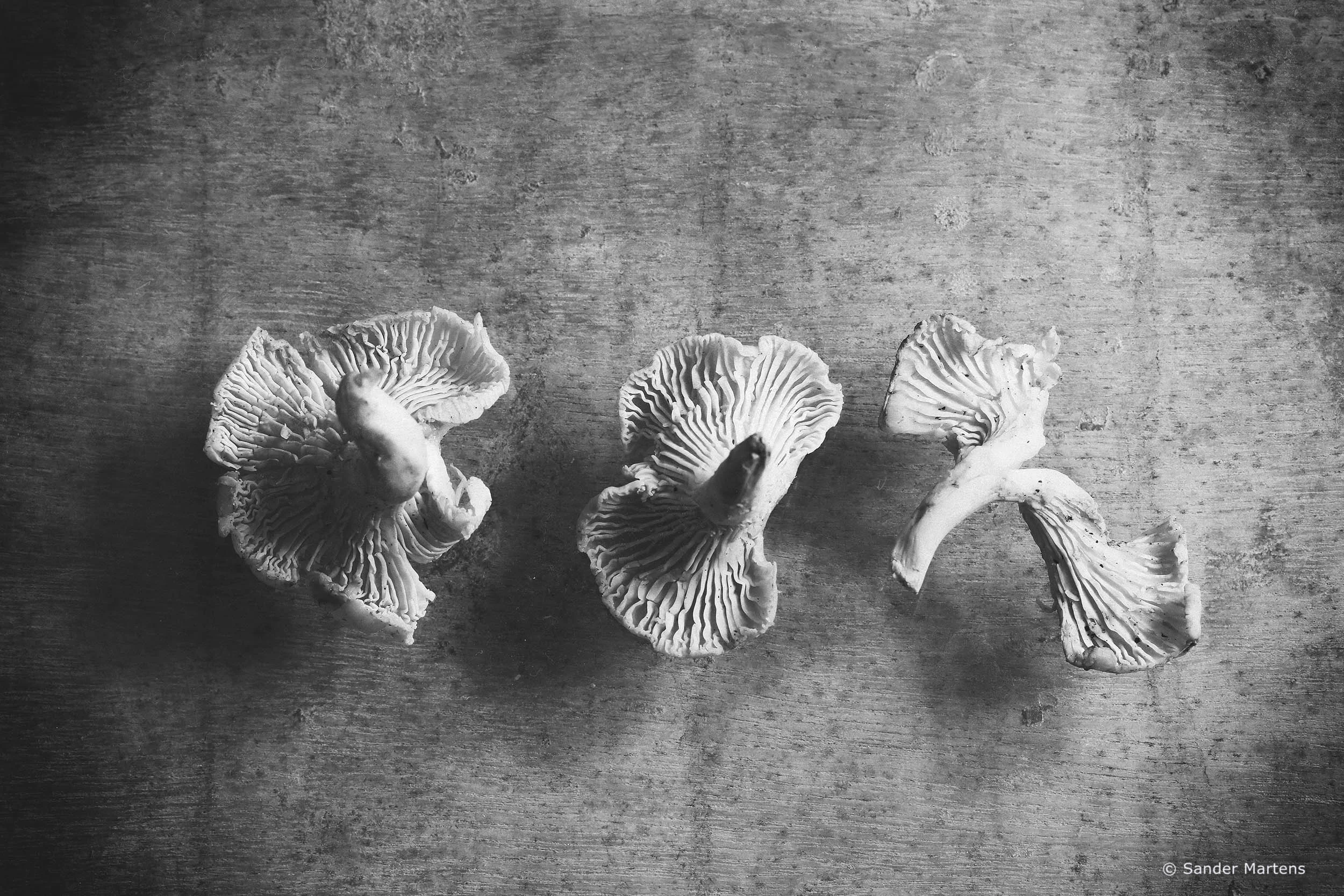 Chanterelles
