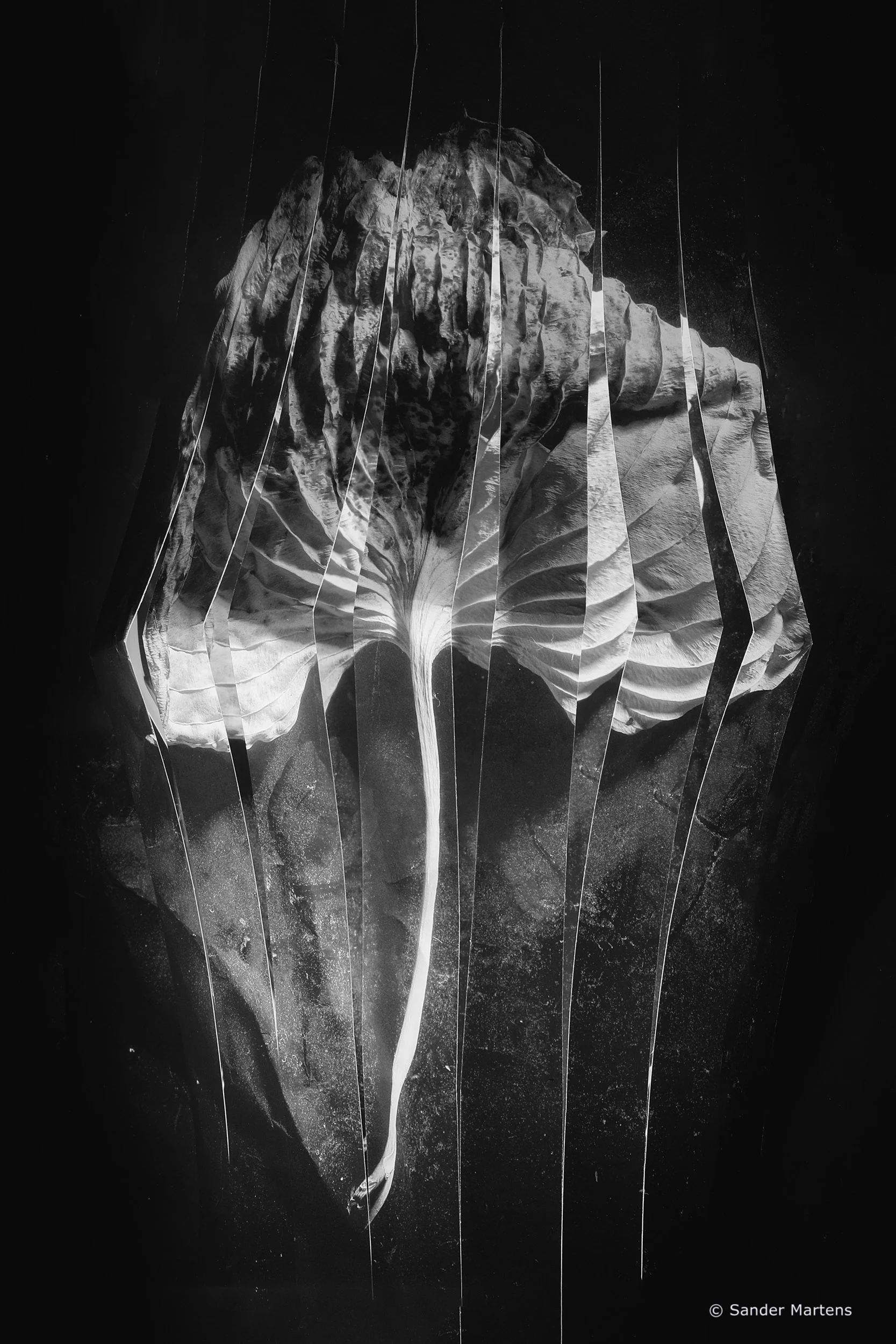 Timefold II