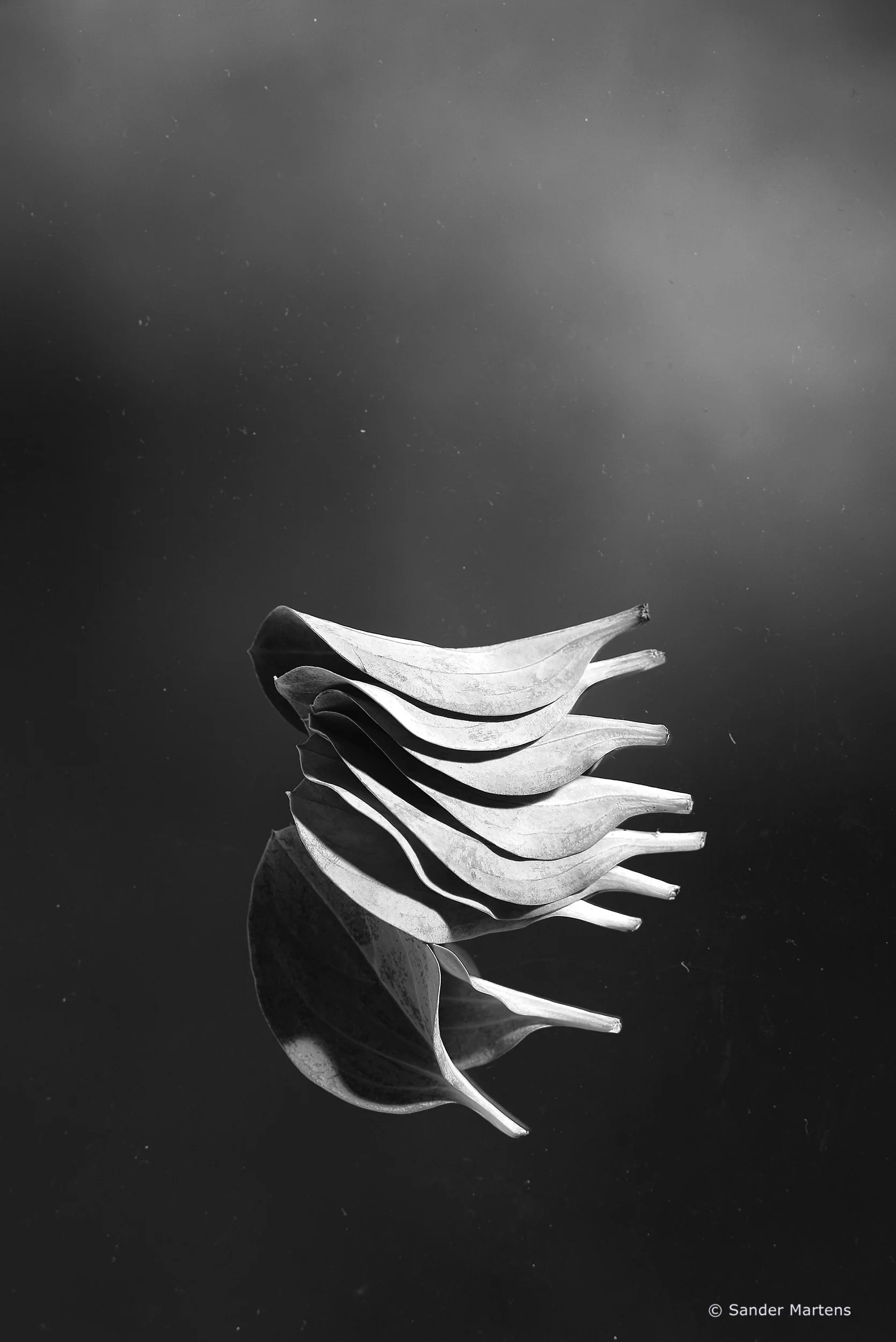 Oyster leaves
