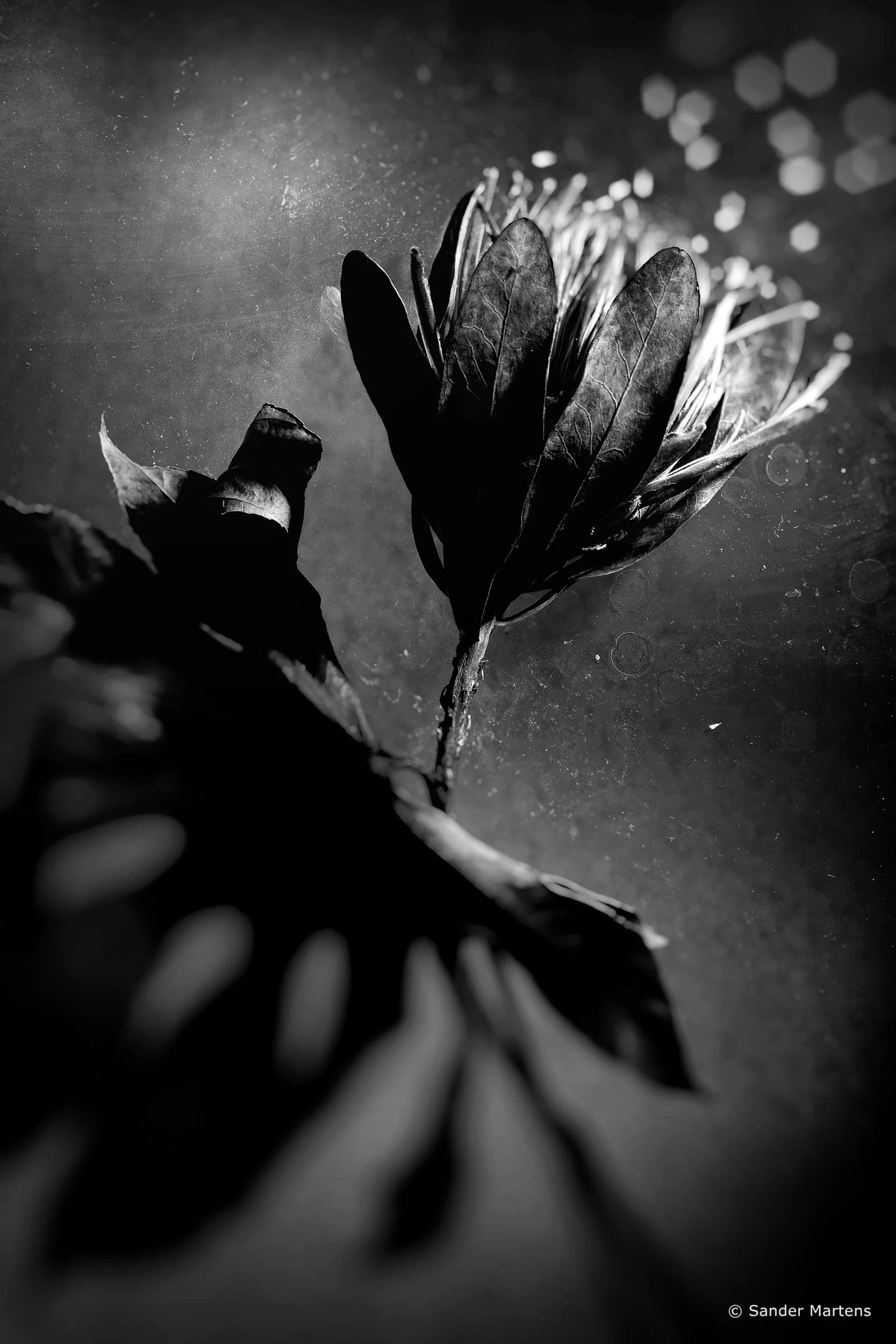 Queen of the night