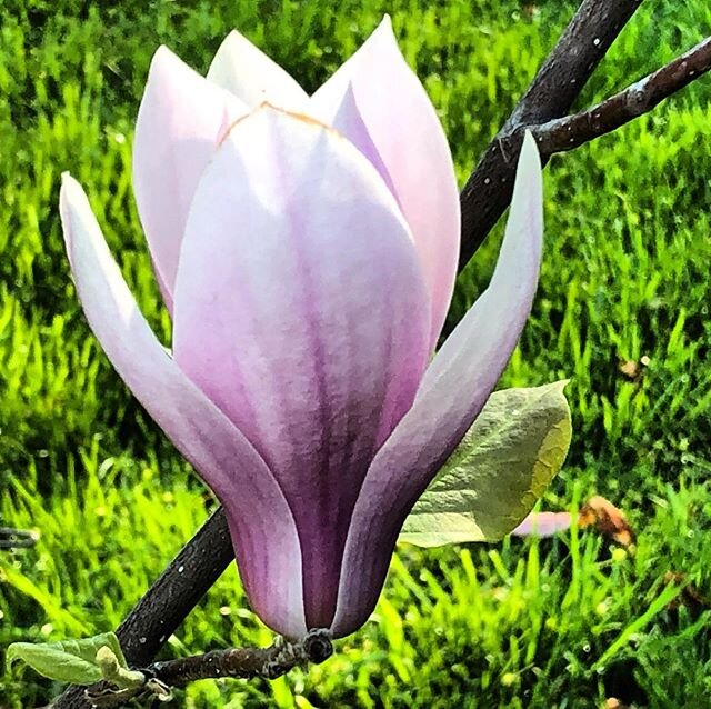 Magnolias always look a little unreal. I liked this one because it has just the beginnings of age; enough to let you know it&rsquo;s really real, and has seen something of this world.