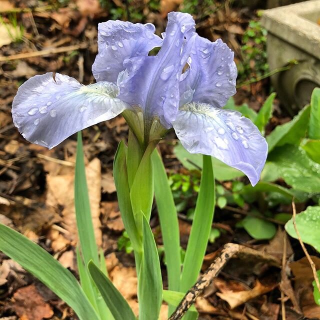 Irises love the rain.