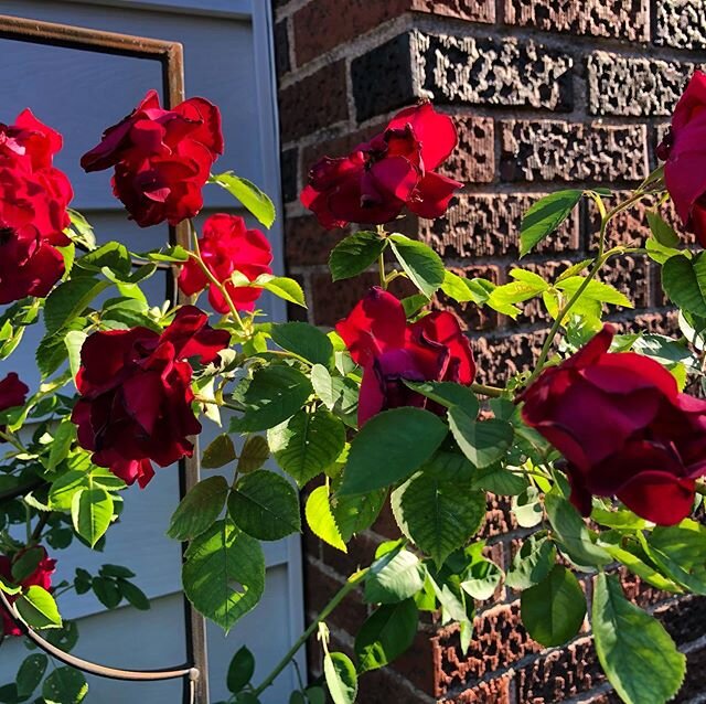The climbing roses are happy this year.