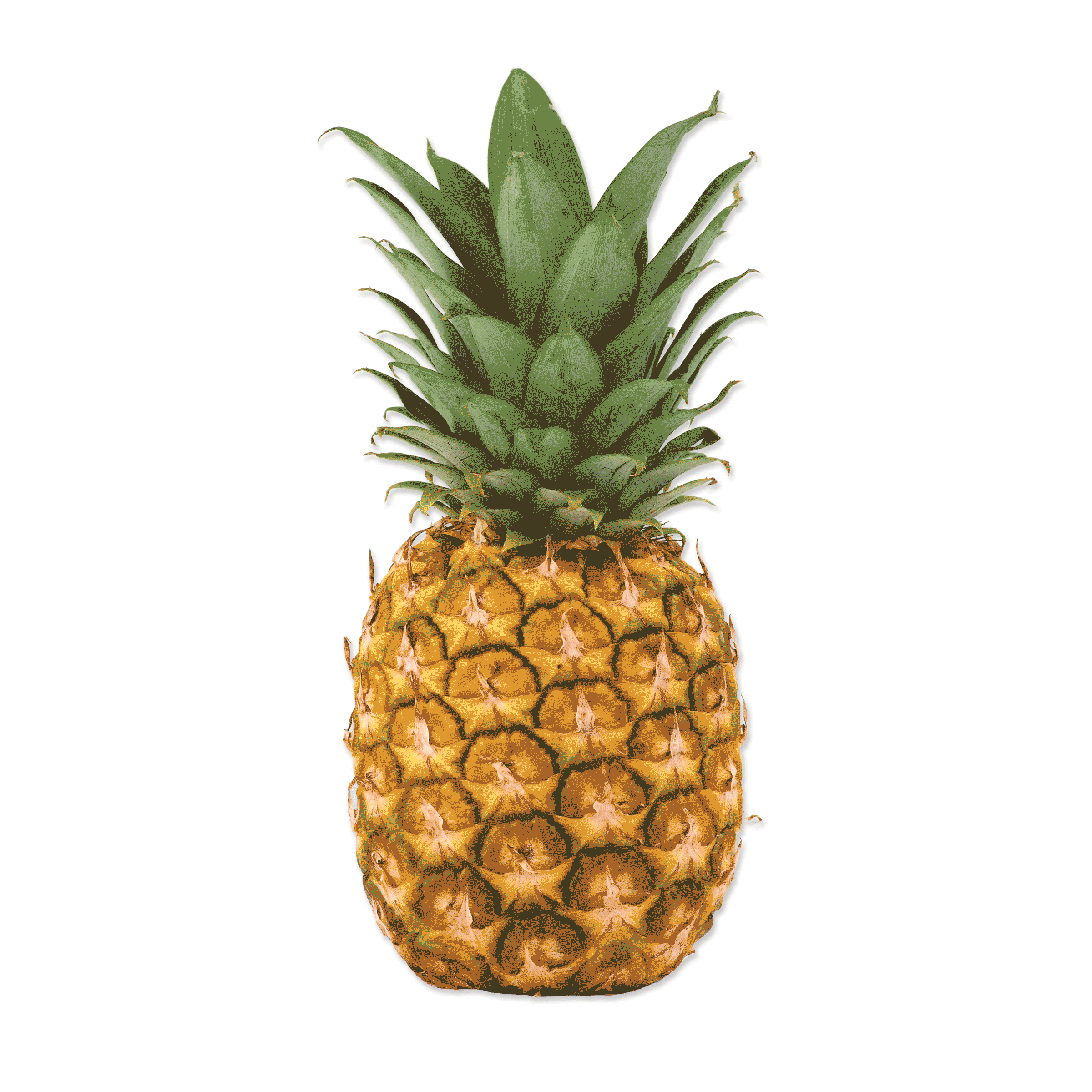 Pinatex.gif