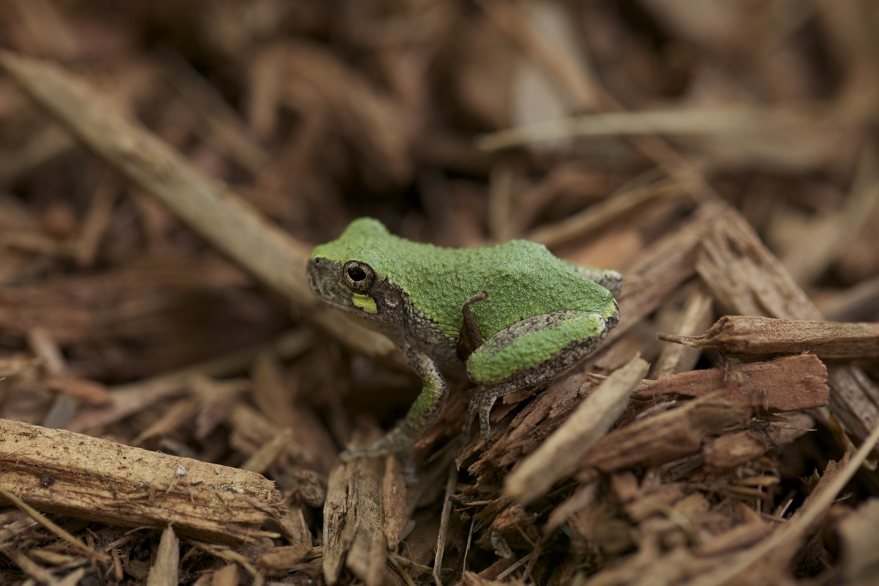 treefrog23.jpg