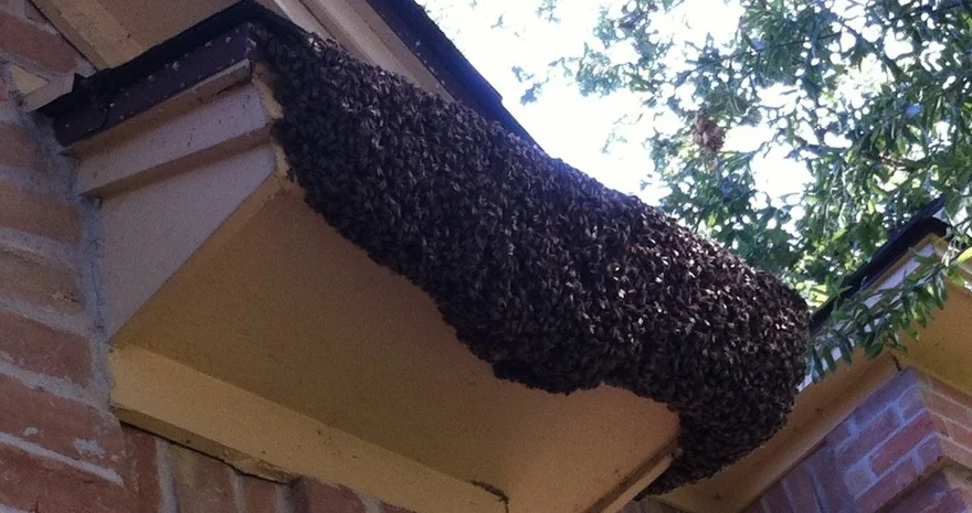 Very large swarm on a decorative roofline over a window