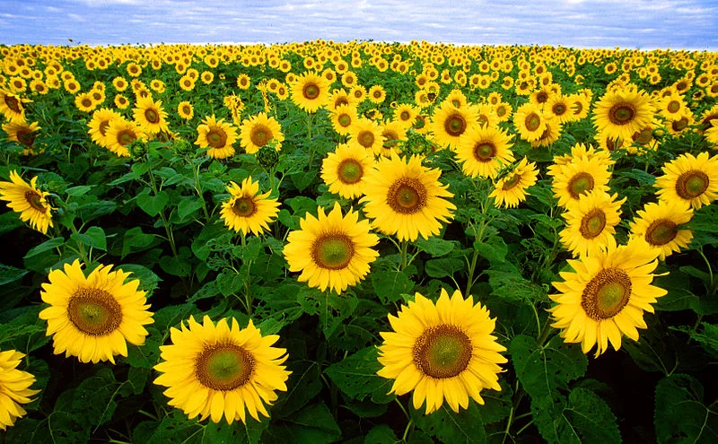 Sunflower pic.jpg