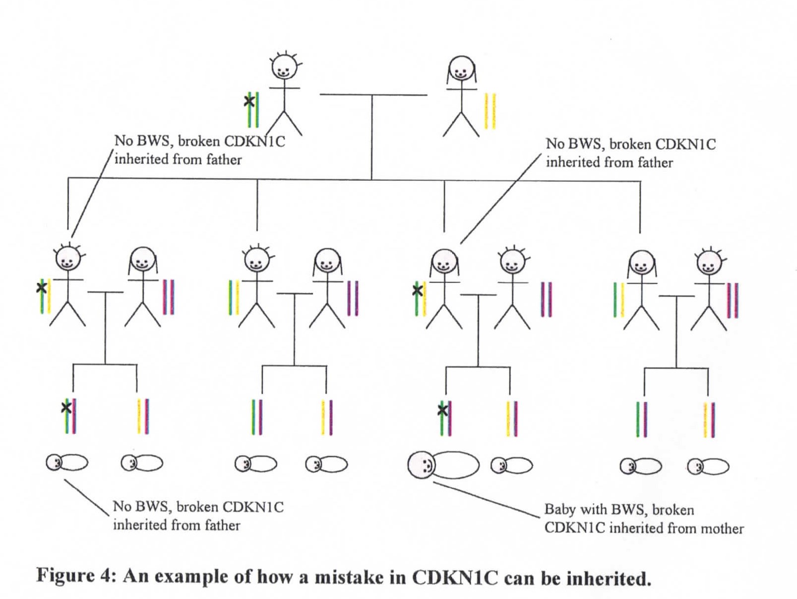 Gene Chart For Baby