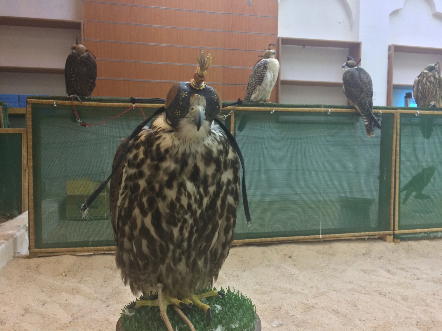 qatar