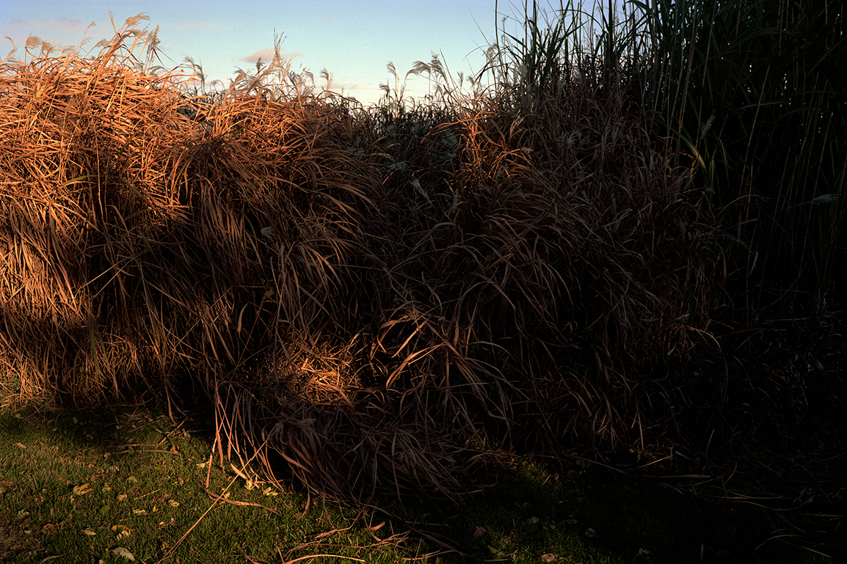 Darter_Prairiegrass.jpg