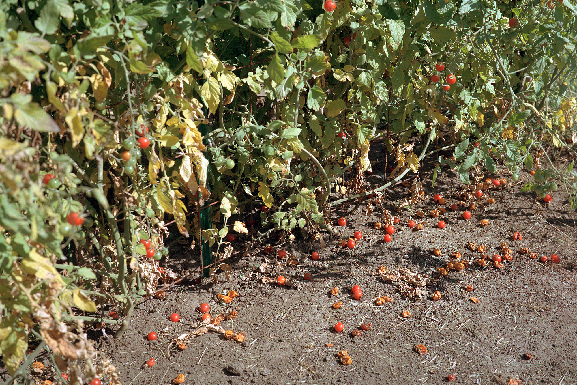 Cherry-tomatoesweb.jpg