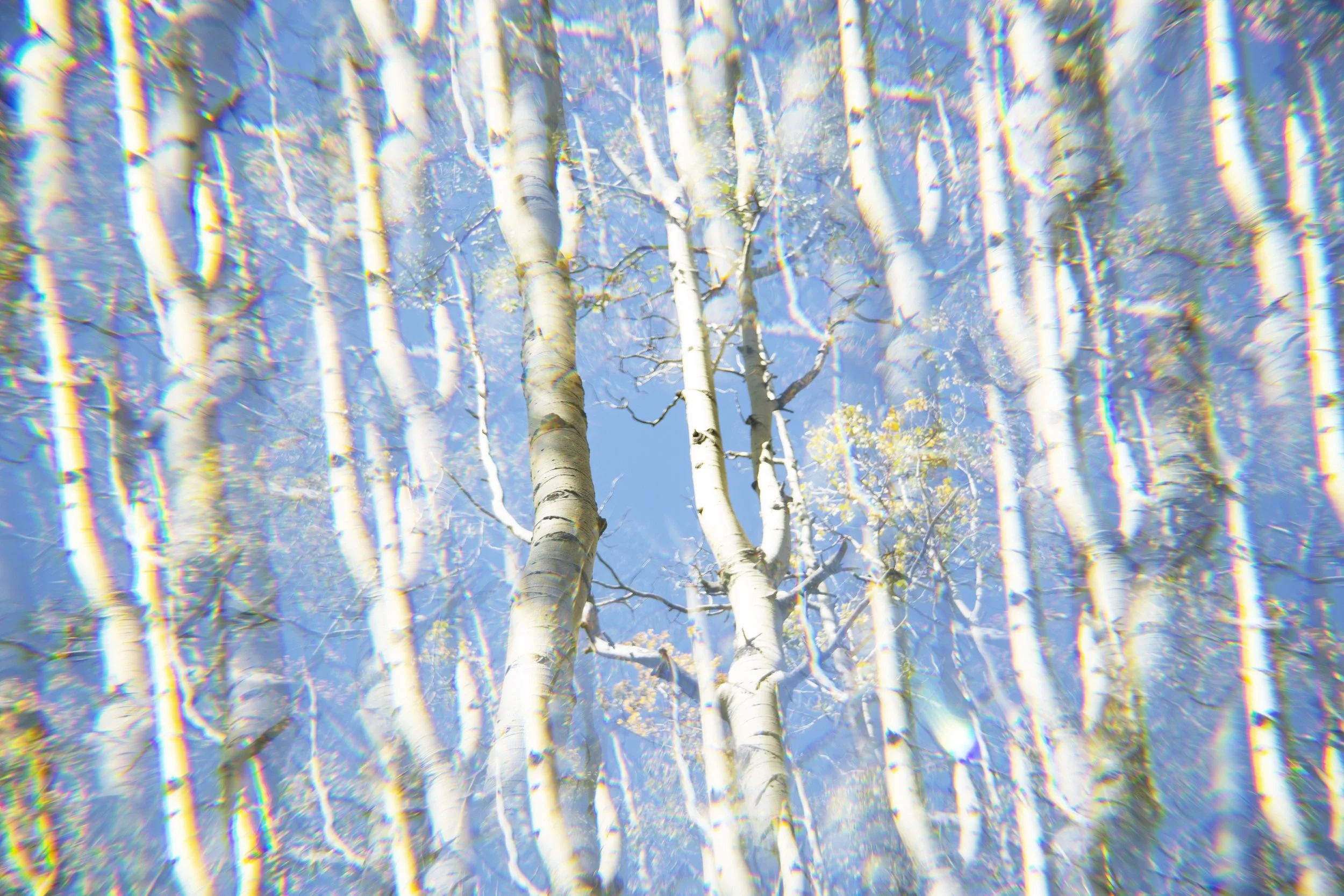 Aspens-6.jpg