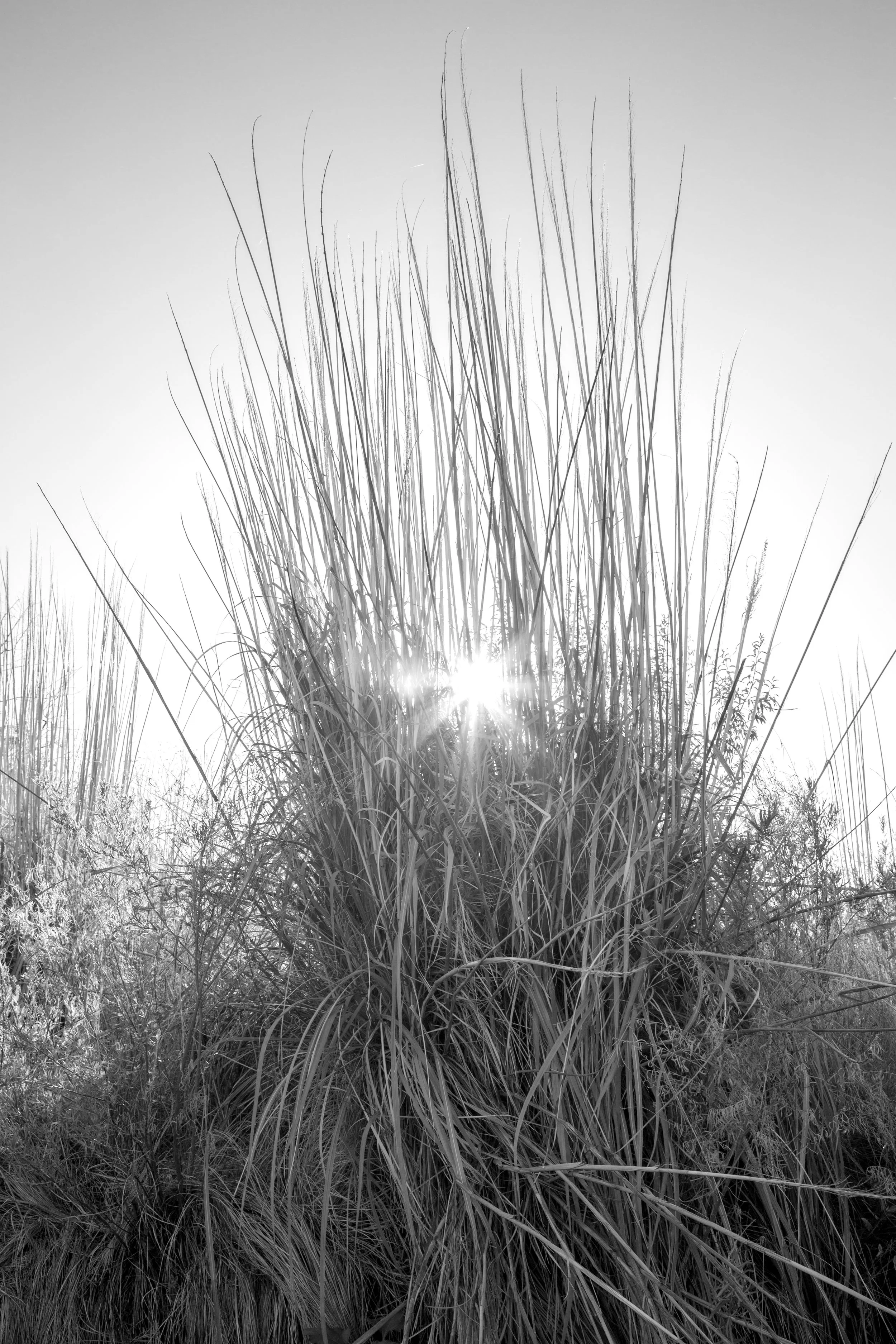 SunReedsB&W.jpg